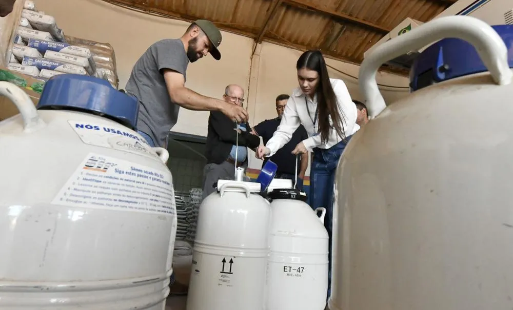 Município entrega mais de 1.300 doses de sêmen bovino para melhorar rebanho leiteiro