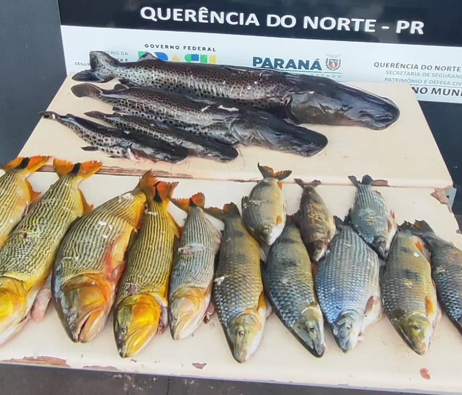 Grupo flagrado pela Polícia praticando pesca predatória é multado em mais de R$ 65 mil 