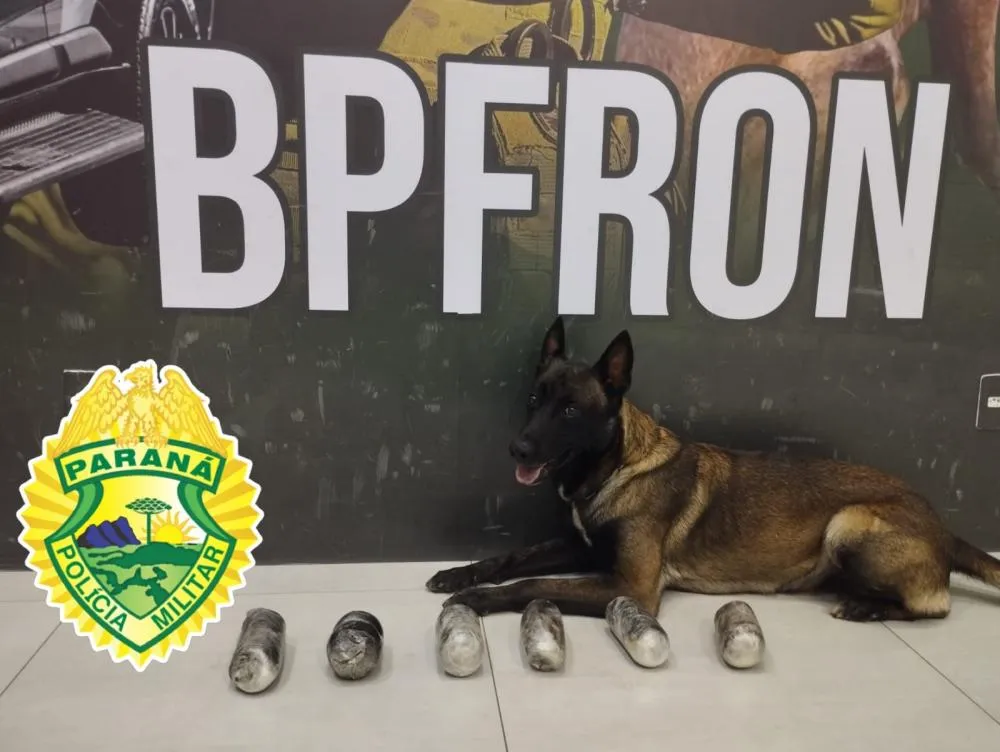 Cão ‘Nero’ do BPFRON encontra haxixe com passageiro na rodoviária em Umuarama