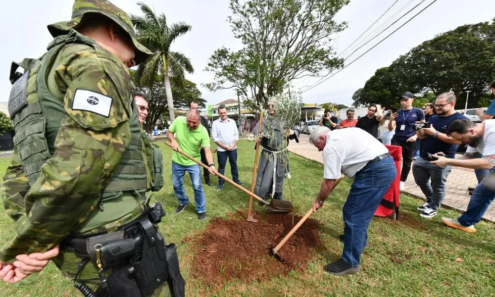 Programa Ambiental Mais Sombra planta oliveiras na praça da Catedral