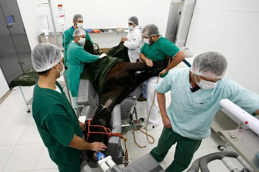 Hospital Veterinário da UEM de Umuarama chega aos 21 anos com 60 mil procedimentos