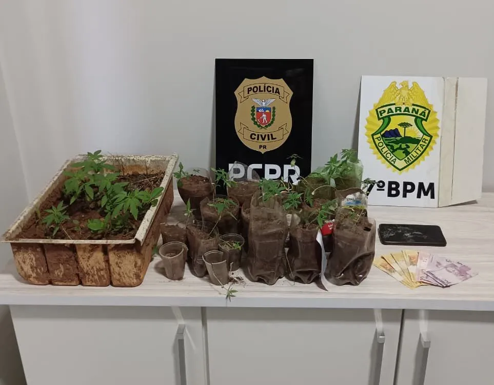 Homem é detido por tráfico após polícia encontrar plantação de maconha em quintal