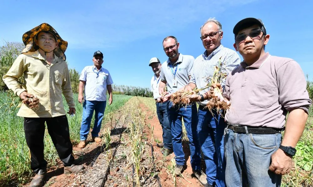 Produtores de Umuarama colhem alho semente para expansão da cultura