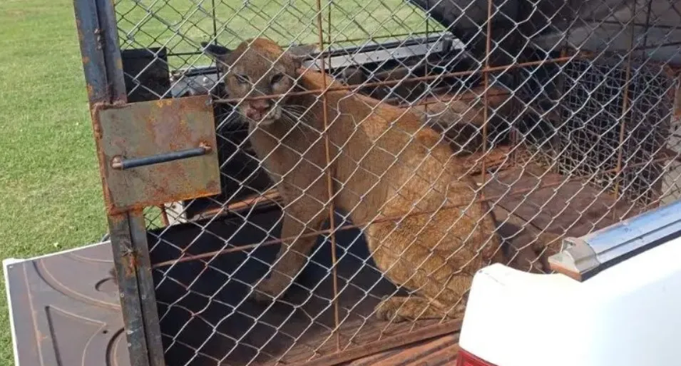 Onça-parda que atacava animais em Perobal é capturada e solta pelo IAT de Umuarama