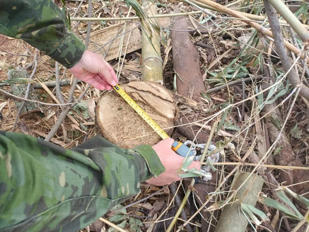 Corte ilegal de árvores protegidas gera multa e apreensão de motosserra em Icaraíma