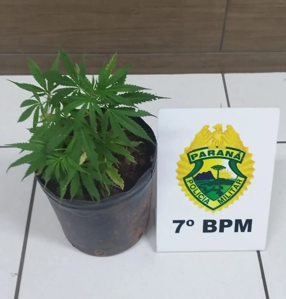 Polícia prende dois foragidos e apreende pés de maconha na zona rural de Cruzeiro do Oeste