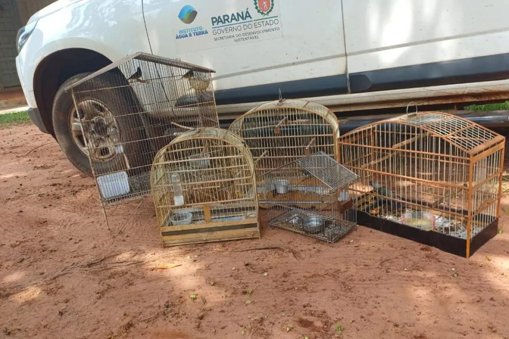 IAT resgata aves silvestres mantidas ilegalmente em cativeiro na cidade