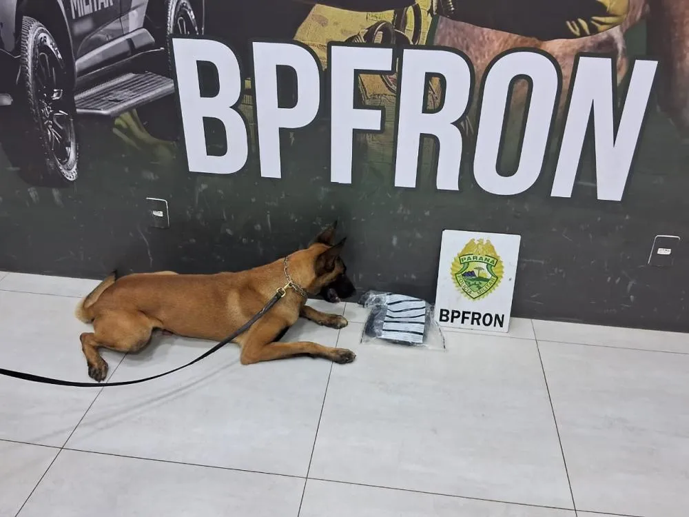 Cão farejador do BPFron ajuda a prender homem com um quilo de haxixe em ônibus interestadual