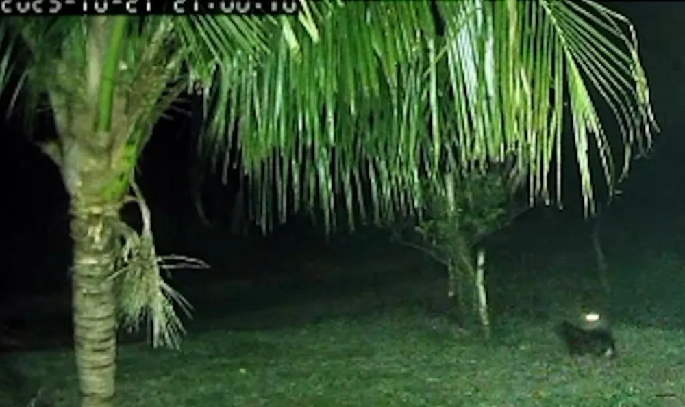 Cachorro enfrenta duas onças-pardas e protege família em propriedade rural de Umuarama