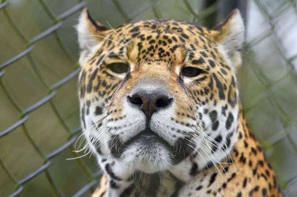 IAT promove capacitação de agentes para atendimento a ocorrências com grandes felinos