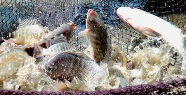 Governo e especialistas negam proibição da criação de tilápia no Brasil