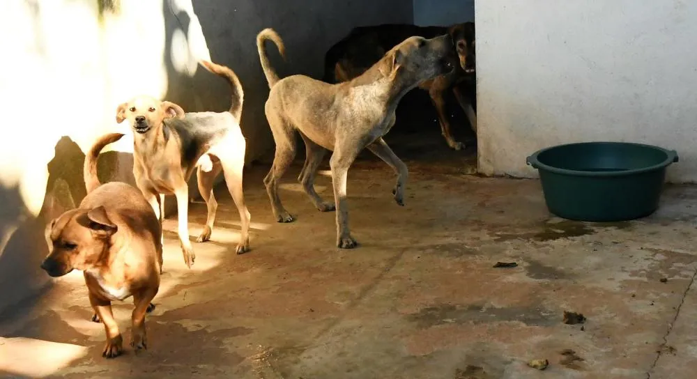 Secretaria de Meio Ambiente começa nesta segunda-feira a cadastrar animais para castração