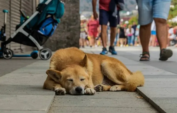 Projeto de lei apresentado na Alep visa garantir proteção integral a animais comunitários