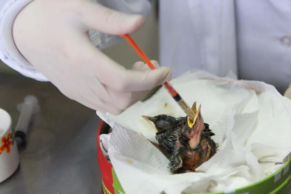 Denis Ferreira Netto/SEDEST