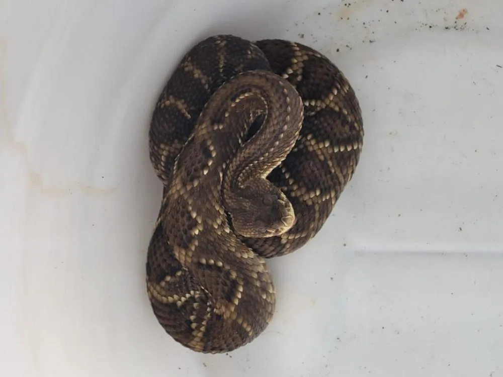 Invasão de cascavéis assusta moradores em bairros de Umuarama