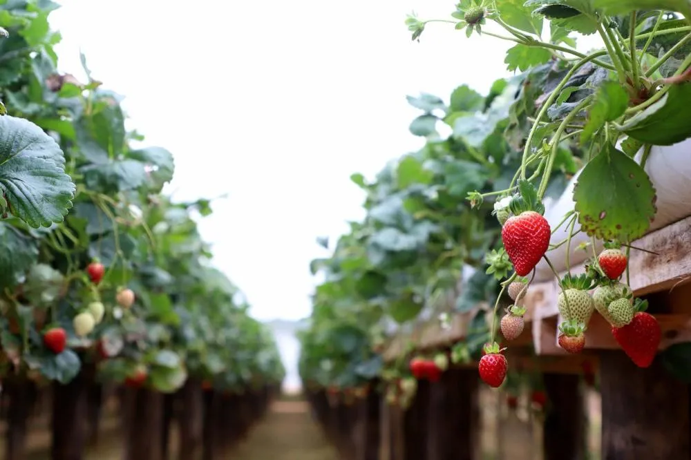 Expo Umuarama terá seminário sobre cultivo de morango em estufas e novas técnicas de produção