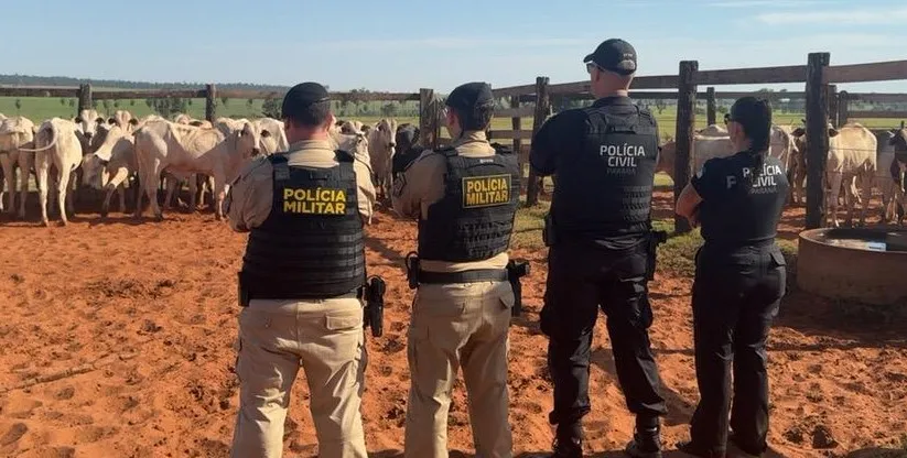 Ação conjunta das forças de segurança recupera parte de gado furtado em Icaraíma