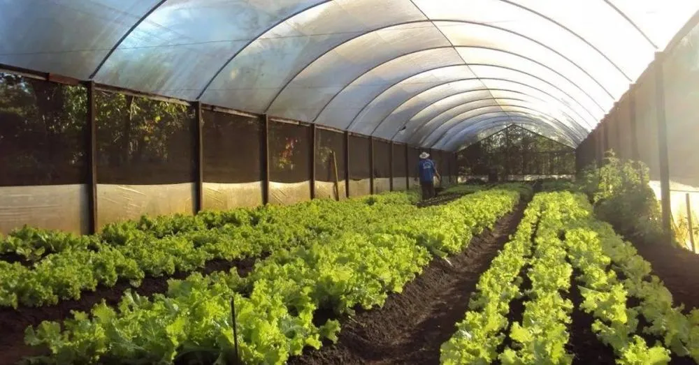 Morango e hortaliças em estufas: seminários da Expo Umuarama iniciam nesta terça-feira