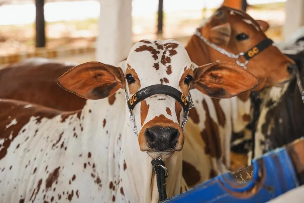 Nelore Pintado vira estrela da Expo Umuarama e do primeiro julgamento do Paraná