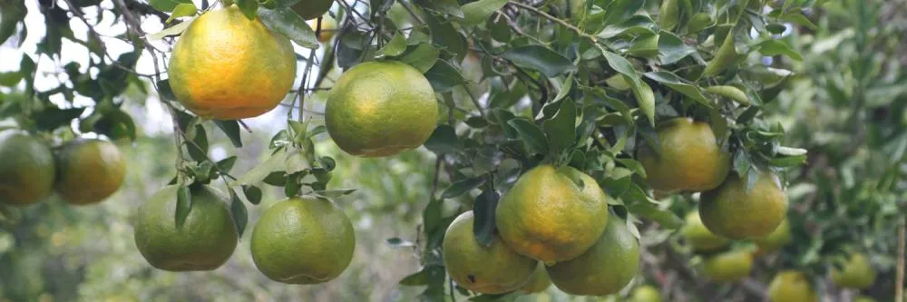 Novas regras reforçam combate ao avanço do greening no Paraná