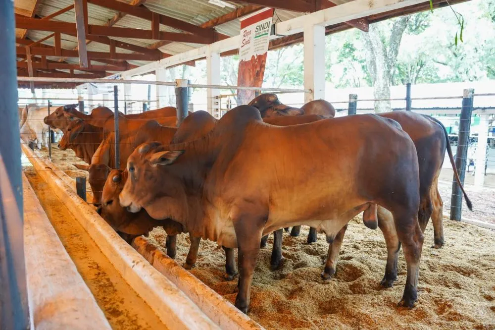 Raça Sindi estreia na Expo Umuarama e chama atenção pela qualidade genética