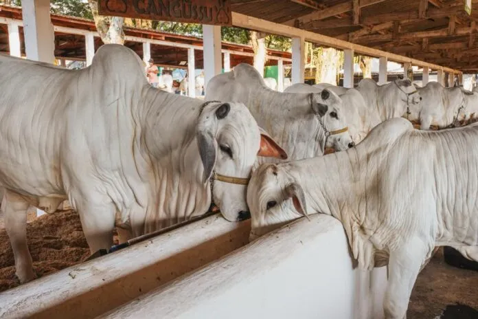 Nelore domina Expo Umuarama e impulsiona pecuária com genética de alto nível