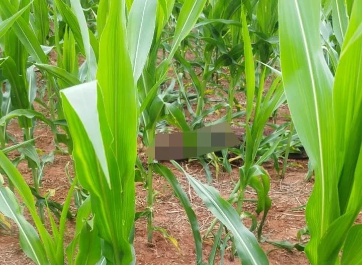 Corpo de mulher desaparecida é encontrado em plantação de milho em Altônia