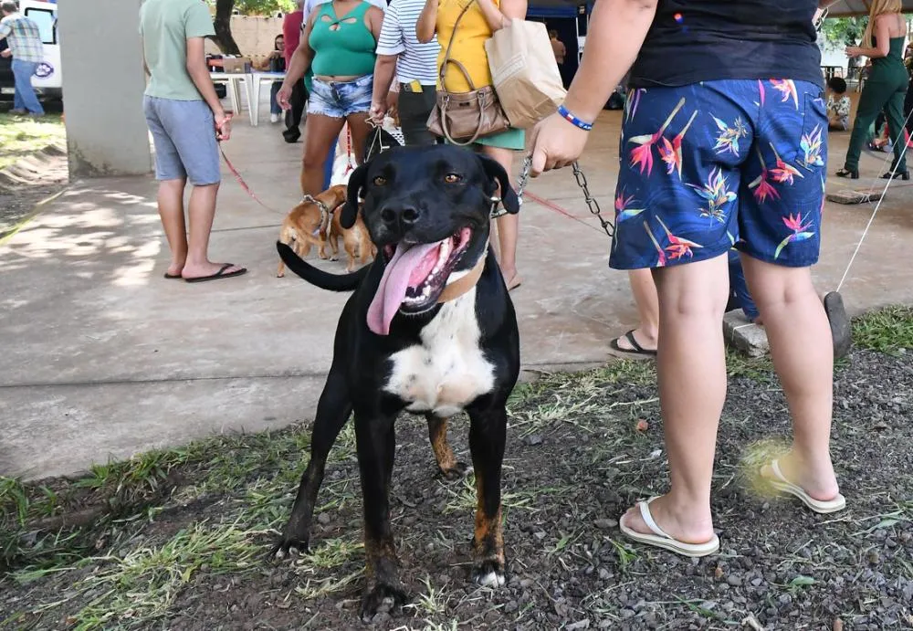 Vacinação gratuita contra a raiva canina estará disponível no dia 9 em Umuarama