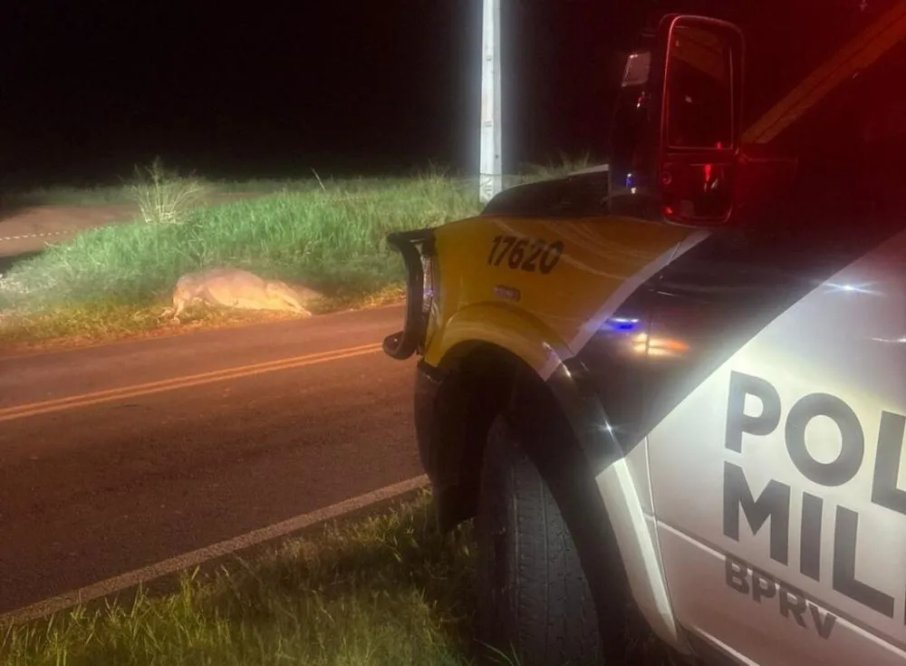 Homem de 54 anos perde a vida após atingir boi na PR-555 em Nova Esperança