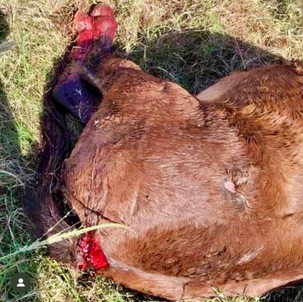 Atentado contra égua vira caso de polícia em Cruzeiro do Oeste