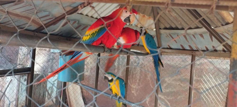 Aves ameaçadas de extinção foram encontradas em cativeiro