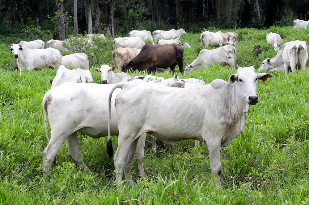 Pecuaristas de Umuarama atualizaram 89,8% do rebanho, durante a campanha da Adapar