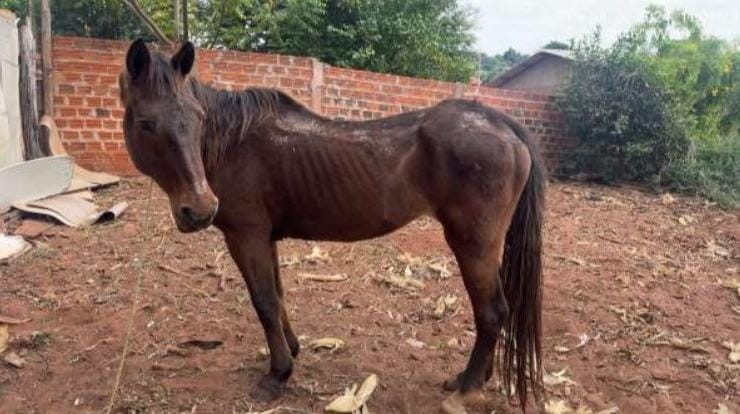 Polícia Ambiental encontra cavalos em situação de maus tratos em Mariluz
