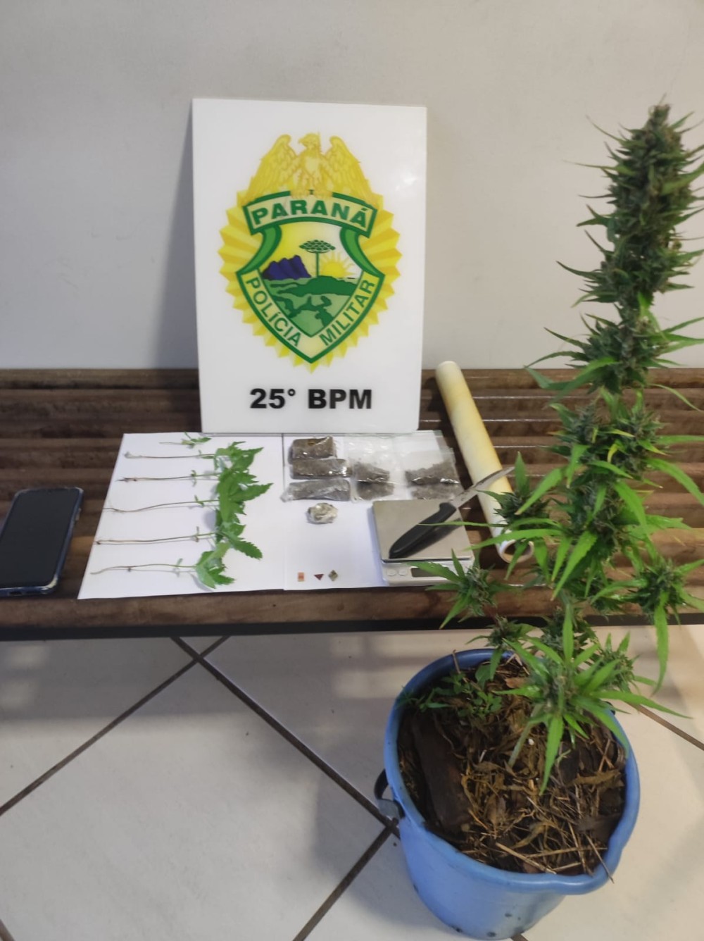 Denunciado por ameaçar vizinhos é preso com 'pés de maconha' no quintal