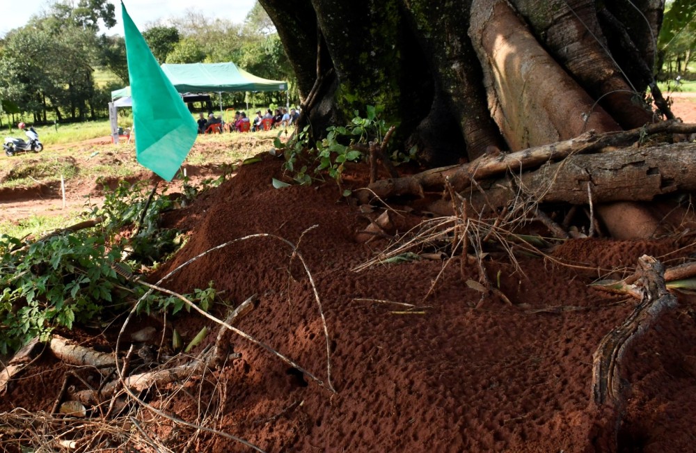 Produtores participam de capacitação sobre formigas cortadeiras