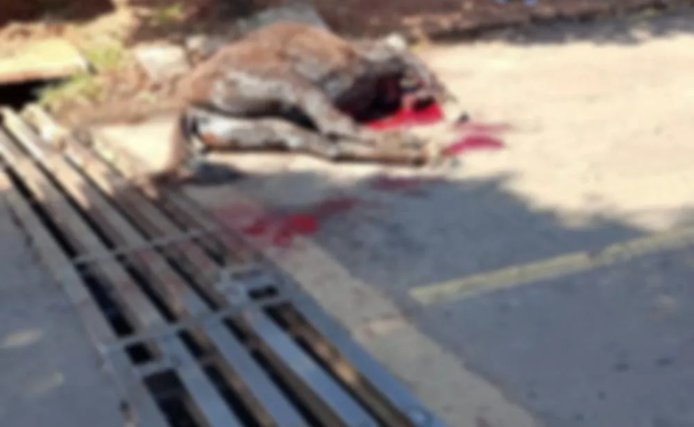 Investigação apura maus-tratos após burro sofrer fratura grave e ser sacrificado em Umuarama