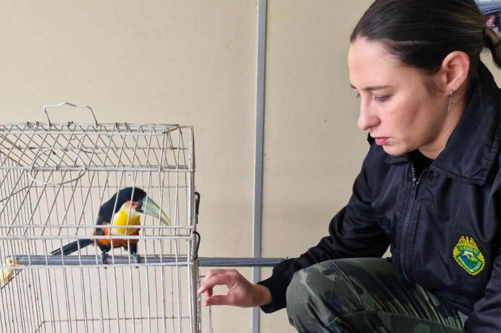 Polícia Ambiental orienta como proceder na entrega voluntária de animais silvestres