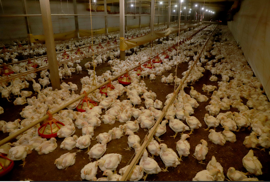 Paraná prorroga por mais 180 dias emergência zoossanitária contra gripe aviária