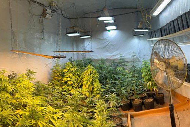 Polícia Militar encontra estufa com 501 pés de maconha