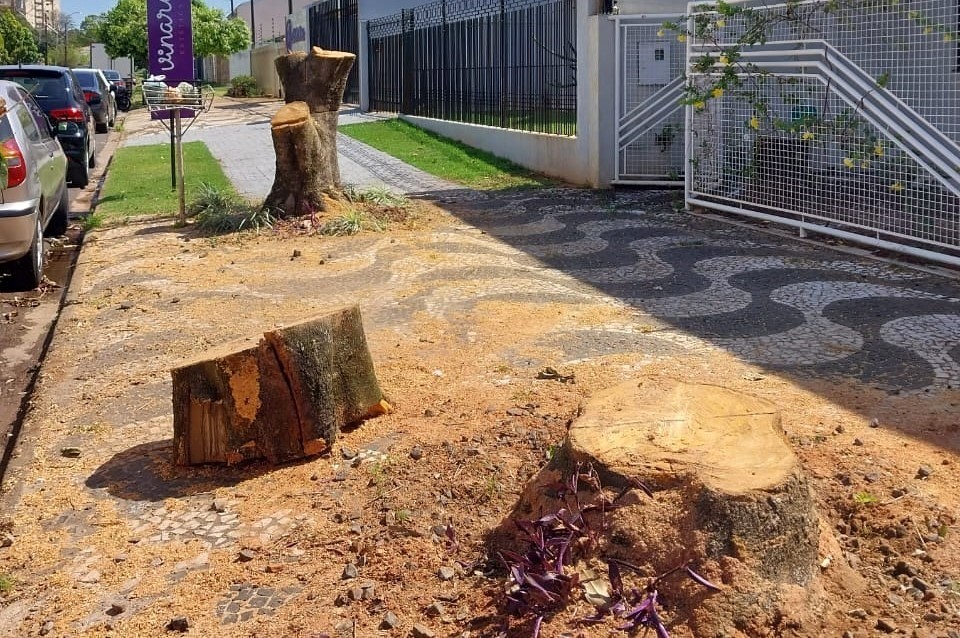 Meio Ambiente notifica oito casos de podas e cortes irregulares de árvores em 15 dias