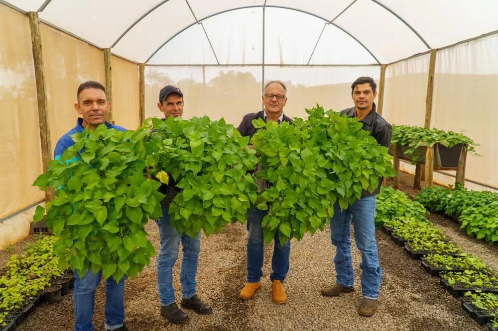 Projeto busca ampliar a produção de batata-doce em Umuarama