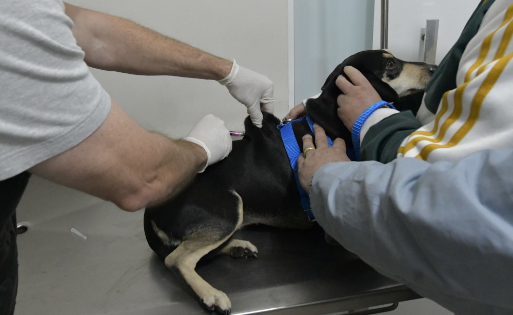 Baixa procura pela vacina contra raiva e os faltantes não podem participar do Castrapet