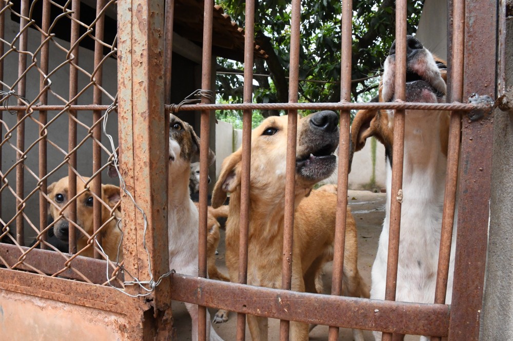 Fórum vai discutir questões sobre a proteção e o bem-estar animal