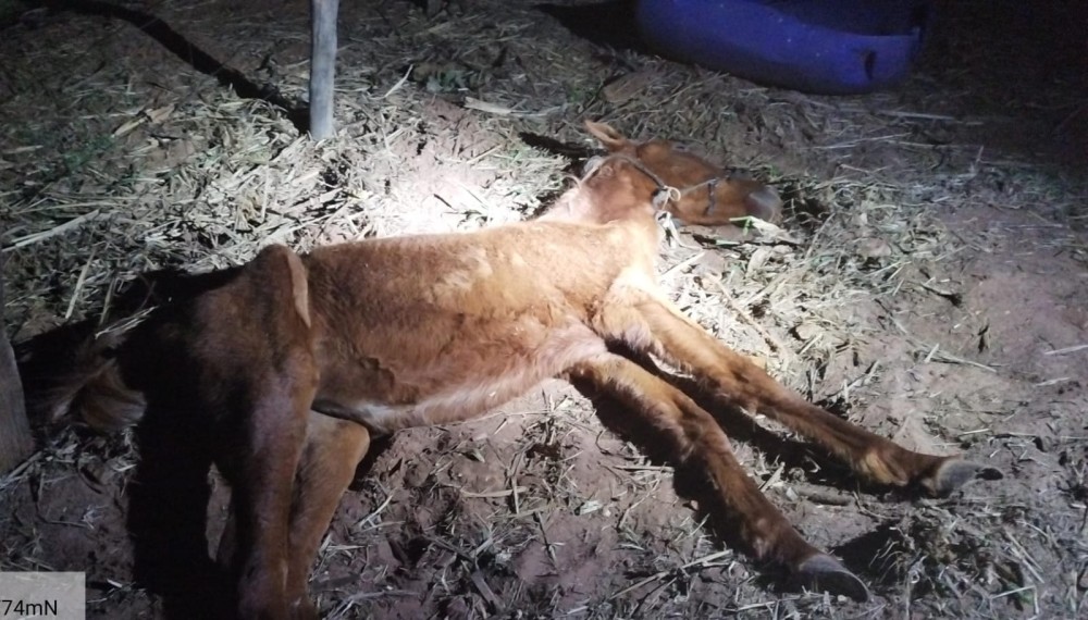 Policial Ambiental e Prefeitura resgatam animal em estado maus tratos