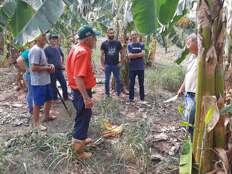 Após receberem de graça mudas de banana, agricultores fazem curso de produção