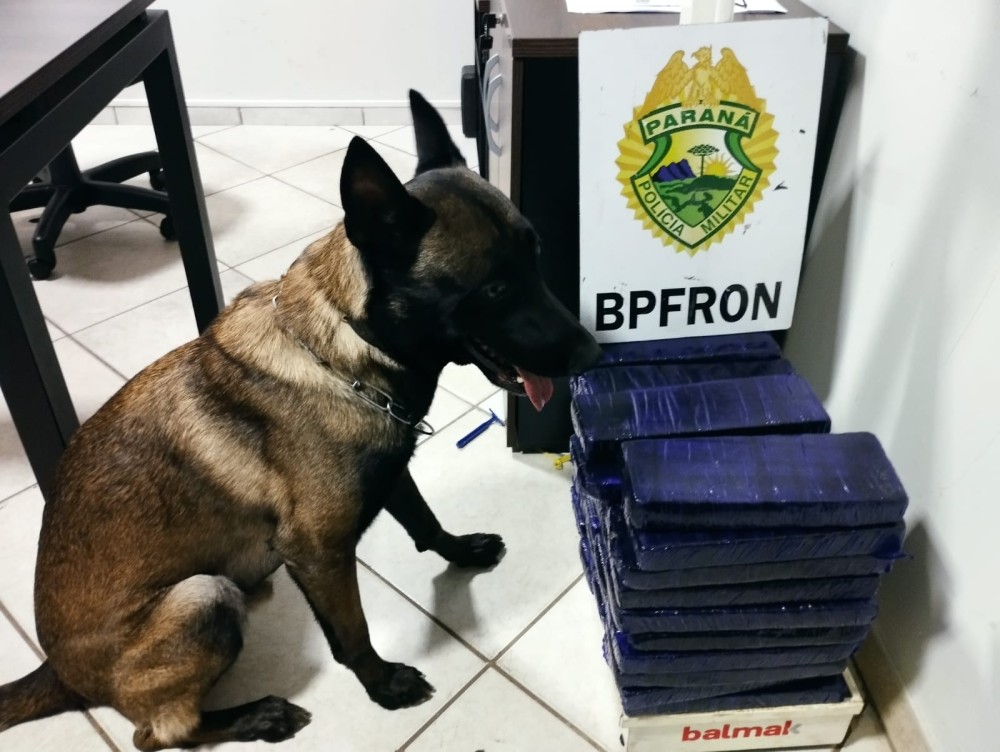 Cão Nero do BPFron de Umuarama encontra maconha que seguia para Minas Gerais