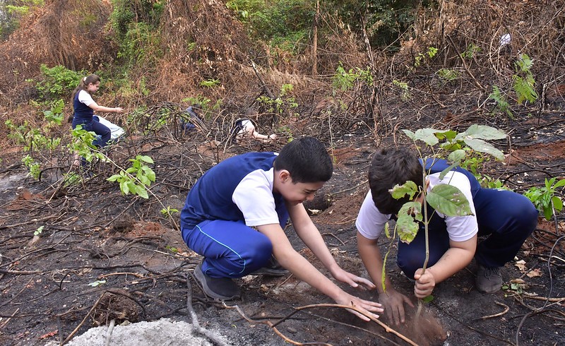 Secretaria de Meio Ambiente planta 135 árvores em área incendiada do Bosque dos Xetá