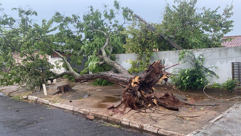 Equipes do Meio Ambiente e Defesa Civil retiram árvores derrubadas pelo vendaval