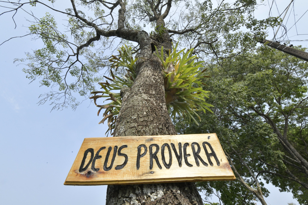 Lei proíbe pregar placas em árvores e Prefeitura vai multar infratores e retirar os objetos