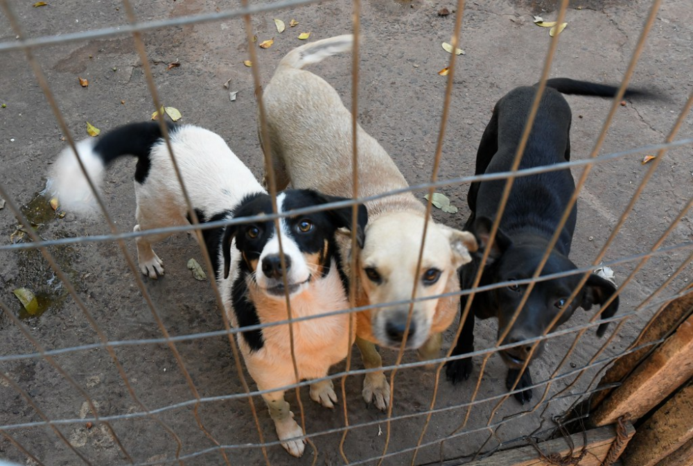Umuarama receberá Fórum sobre proteção e bem-estar animal na próxima segunda-feira